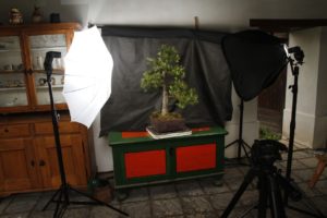 fotografovani-bonsaji-1