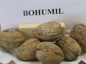 Bohumil