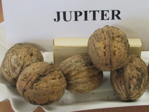 Jupiter